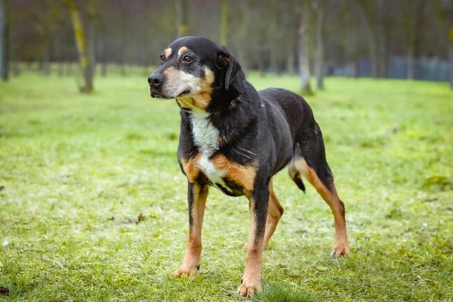 Kora - starsza delikatna i kontaktowa suczka do adopcji