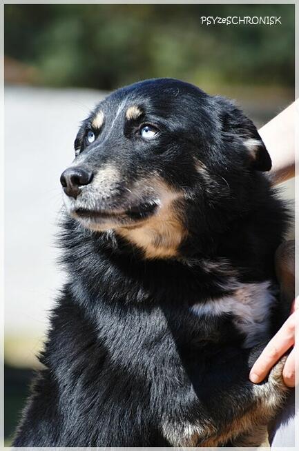 Drej: sympatyczny pies o tajemniczych oczach