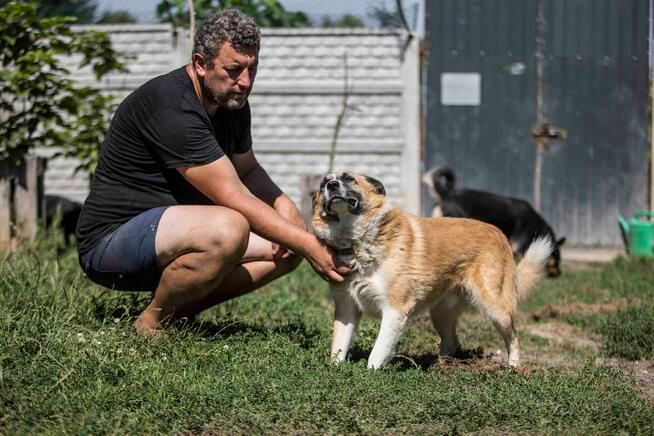 Cudowny pies szuka domu - przyjaciel idealny! :)