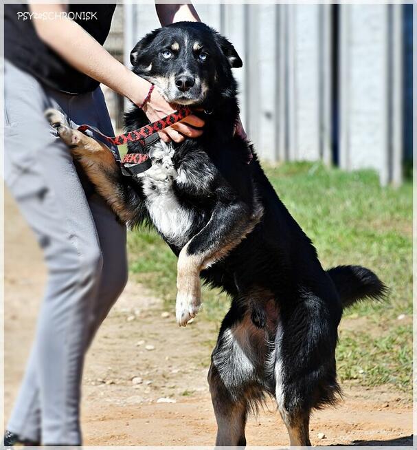 Drej: sympatyczny pies o tajemniczych oczach