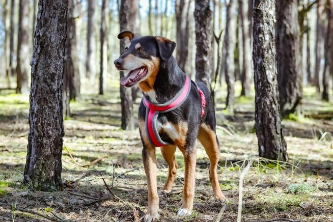 Afgan-średniej wielkości pies do odpowiedzialnej adopcji