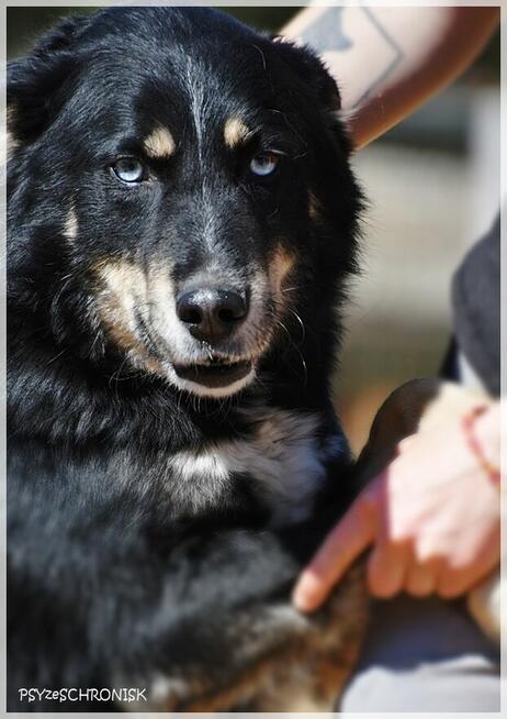 Drej: sympatyczny pies o tajemniczych oczach