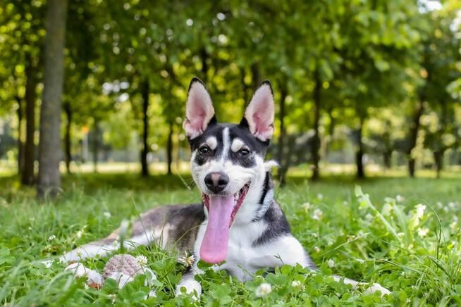 Łobuz-wycofany, bardzo aktywny pies do świadomej adopcji