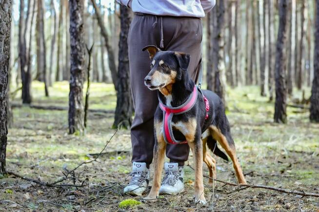 Afgan-średniej wielkości pies do odpowiedzialnej adopcji