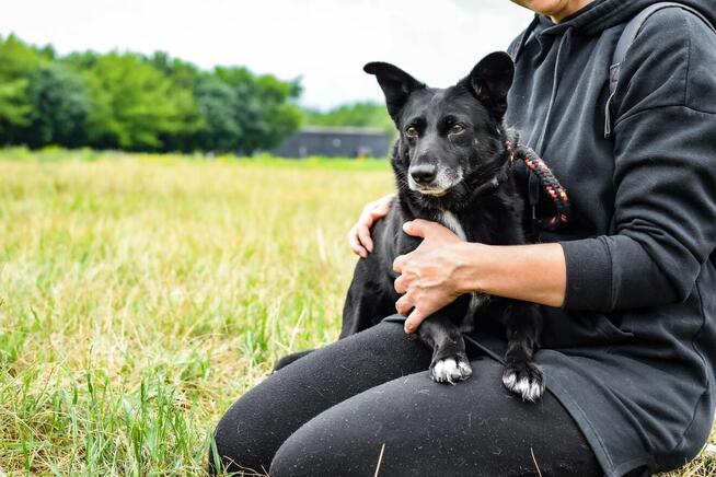 Wrona - czarna niewielka nieśmiała suczka czeka na dom