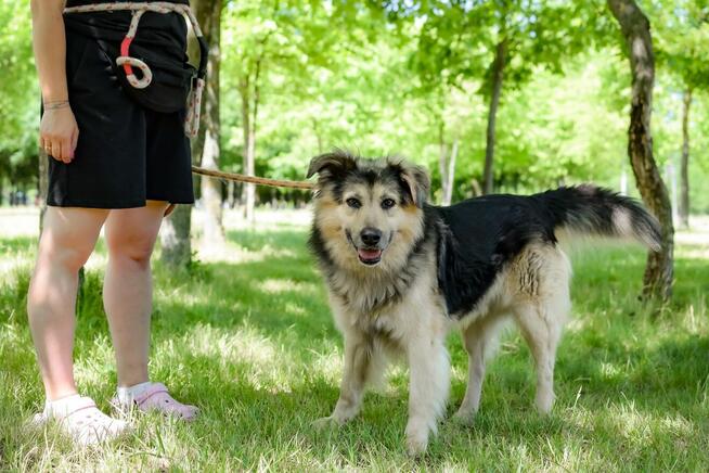 Mobi-kudłaty spokojny psiak do adopcji