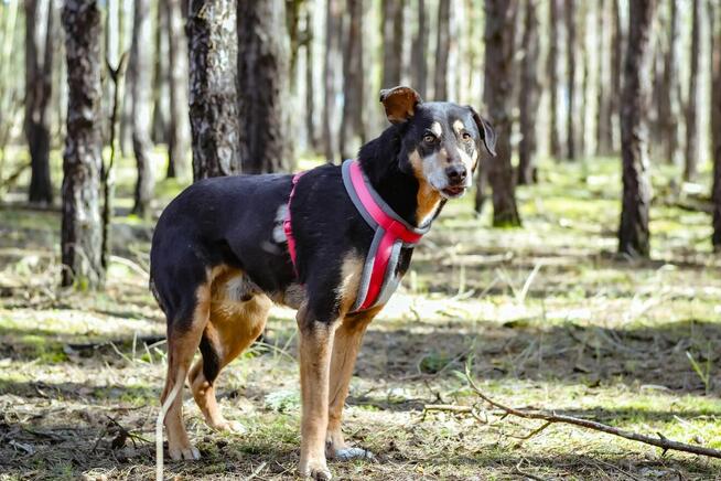 Afgan-średniej wielkości pies do odpowiedzialnej adopcji