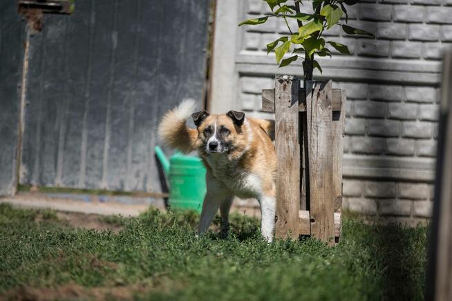 Cudowny pies szuka domu - przyjaciel idealny! :)