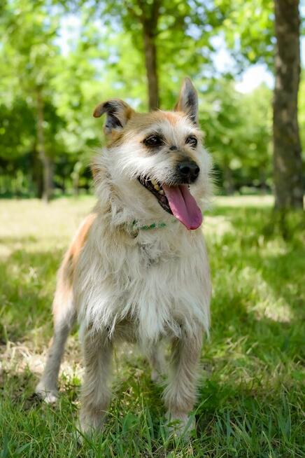 Karmin- rudy szorstki piesek do adopcji