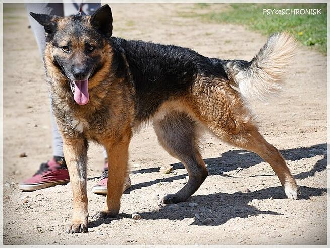 Kozak – owczarkowość to zaleta!