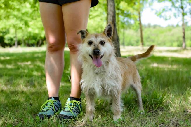 Karmin- rudy szorstki piesek do adopcji