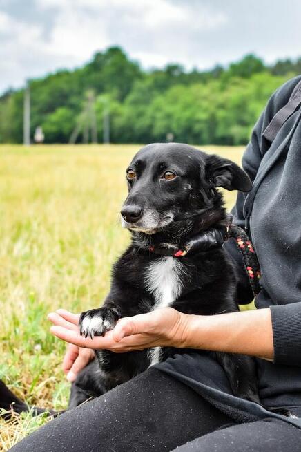 Wrona - czarna niewielka nieśmiała suczka czeka na dom