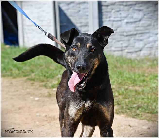 Wiesław: smukły i energiczny bystrzak