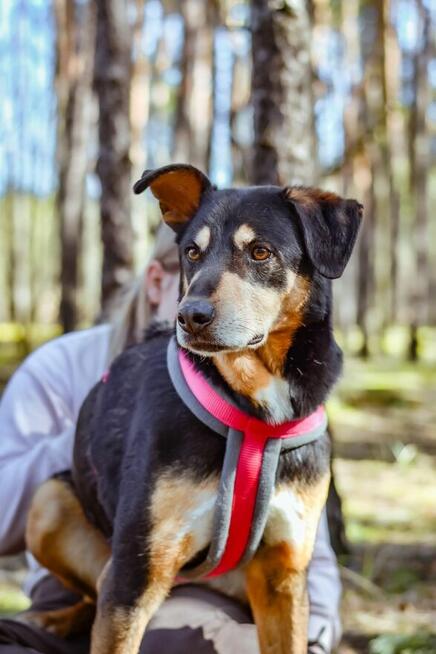 Afgan-średniej wielkości pies do odpowiedzialnej adopcji