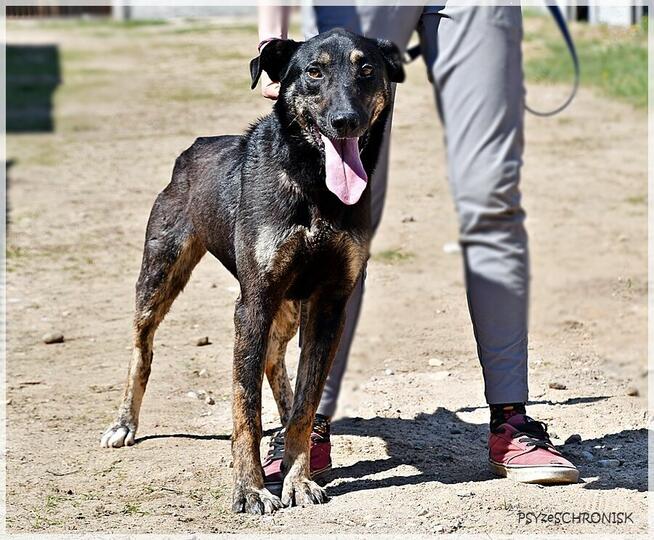 Wiesław: smukły i energiczny bystrzak
