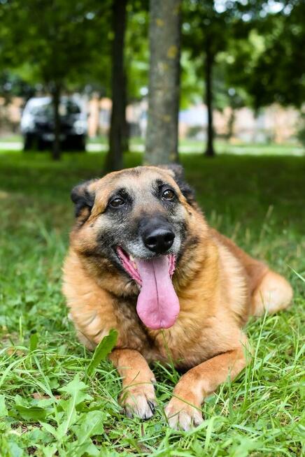 Koka-starsza cudowna suczka w typie owczarka belgijskiego