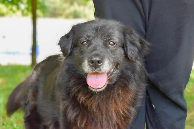Gazik-czarny, zwykly, niewidzialny pies do adopcji
