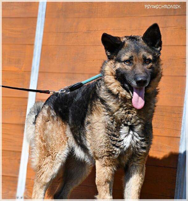 Kozak – owczarkowość to zaleta!