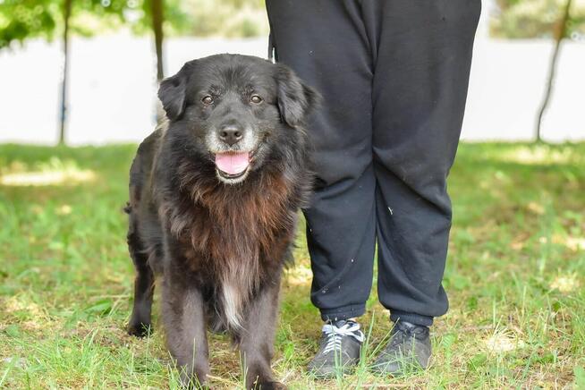 Gazik-czarny, zwykly, niewidzialny pies do adopcji