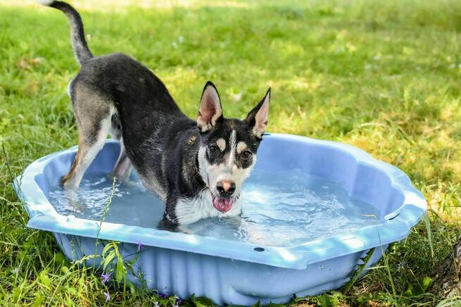 Łobuz-wycofany, bardzo aktywny pies do świadomej adopcji