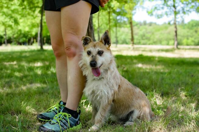 Karmin- rudy szorstki piesek do adopcji