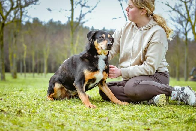Kora - starsza delikatna i kontaktowa suczka do adopcji