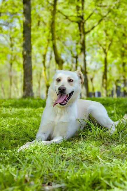 Biały-średniej wielkości młody pies do adopcji