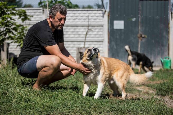 Cudowny pies szuka domu - przyjaciel idealny! :)