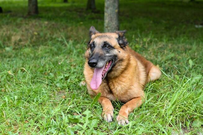 Koka-starsza cudowna suczka w typie owczarka belgijskiego