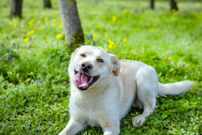 Biały-średniej wielkości młody pies do adopcji