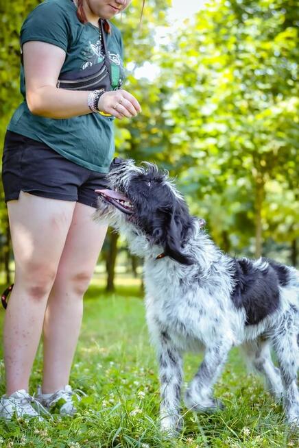 Ares-nieufny, wymagający pracy pies do świadomej adopcji