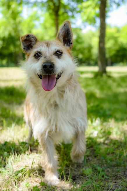 Karmin- rudy szorstki piesek do adopcji