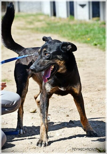 Wiesław: smukły i energiczny bystrzak