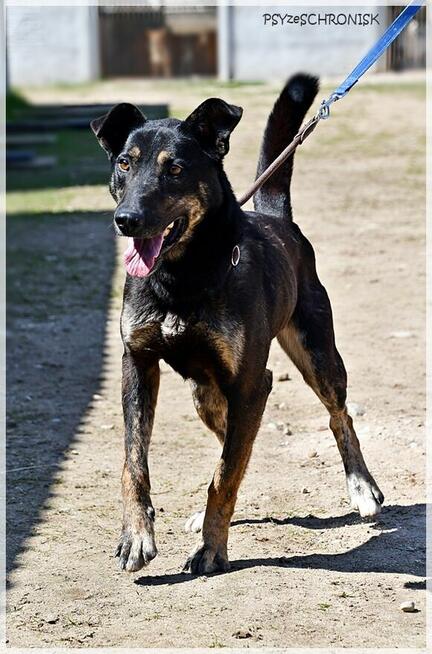 Wiesław: smukły i energiczny bystrzak