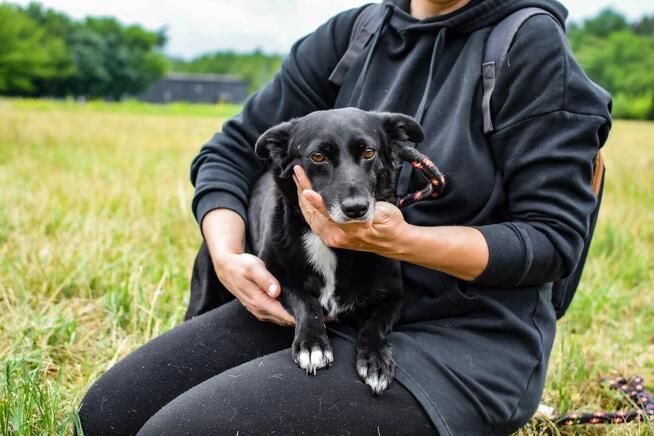 Wrona - czarna niewielka nieśmiała suczka czeka na dom