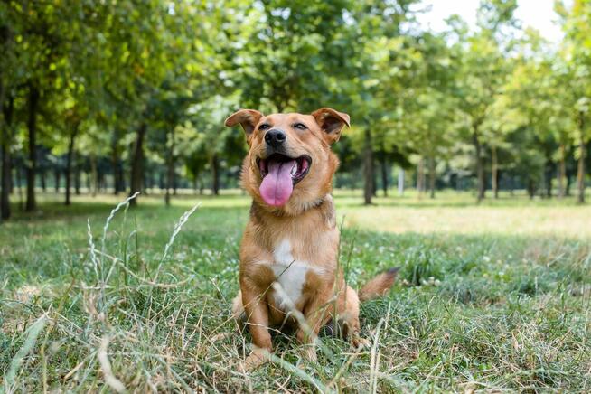Apik-rudy młody wesoły piesek do adopcji