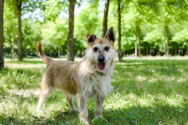 Karmin- rudy szorstki piesek do adopcji