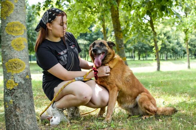 Koka-starsza cudowna suczka w typie owczarka belgijskiego
