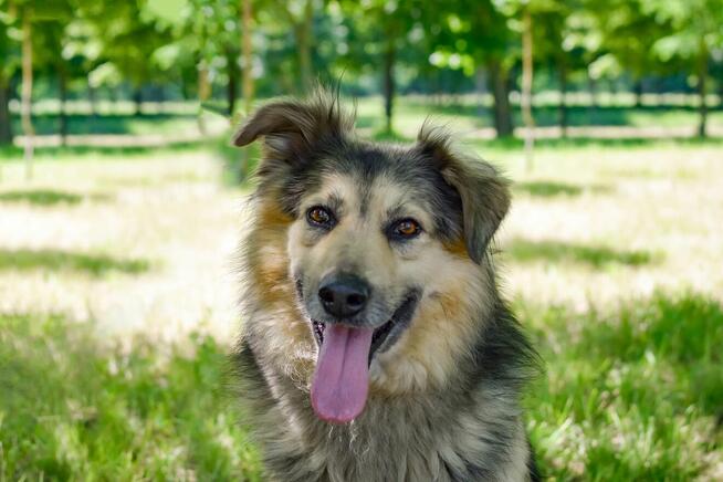 Mobi-kudłaty spokojny psiak do adopcji