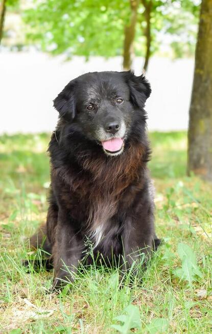 Gazik-czarny, zwykly, niewidzialny pies do adopcji