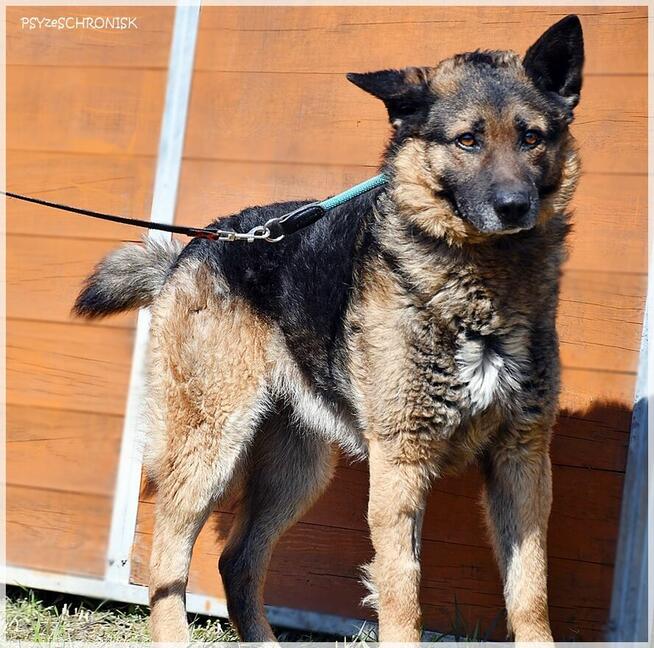 Kozak – owczarkowość to zaleta!