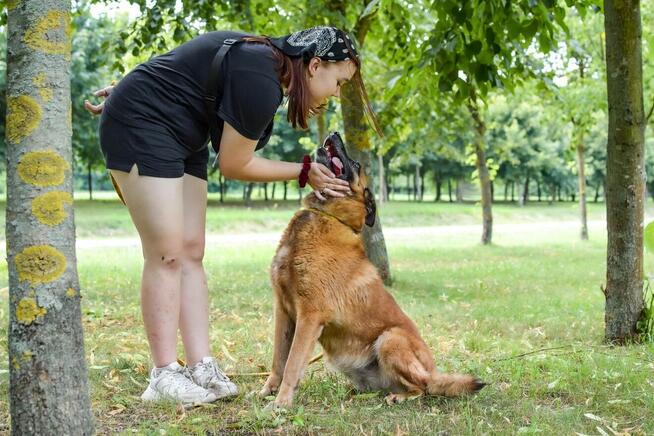 Koka-starsza cudowna suczka w typie owczarka belgijskiego