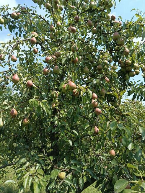 Gruszki klapsa z naszego sadu cena od 1,50 -2 zł.