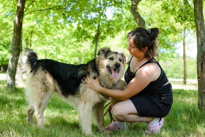 Mobi-kudłaty spokojny psiak do adopcji