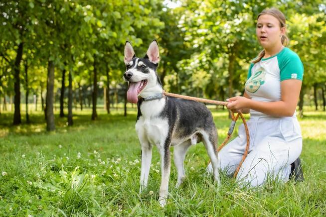 Łobuz-wycofany, bardzo aktywny pies do świadomej adopcji