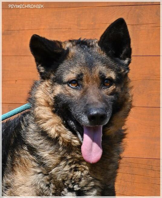 Kozak – owczarkowość to zaleta!