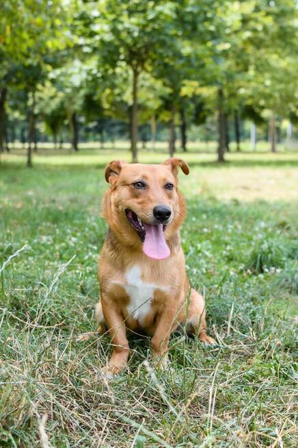 Apik-rudy młody wesoły piesek do adopcji