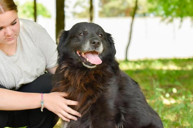 Gazik-czarny, zwykly, niewidzialny pies do adopcji