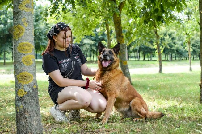Koka-starsza cudowna suczka w typie owczarka belgijskiego
