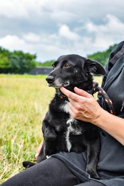 Wrona - czarna niewielka nieśmiała suczka czeka na dom